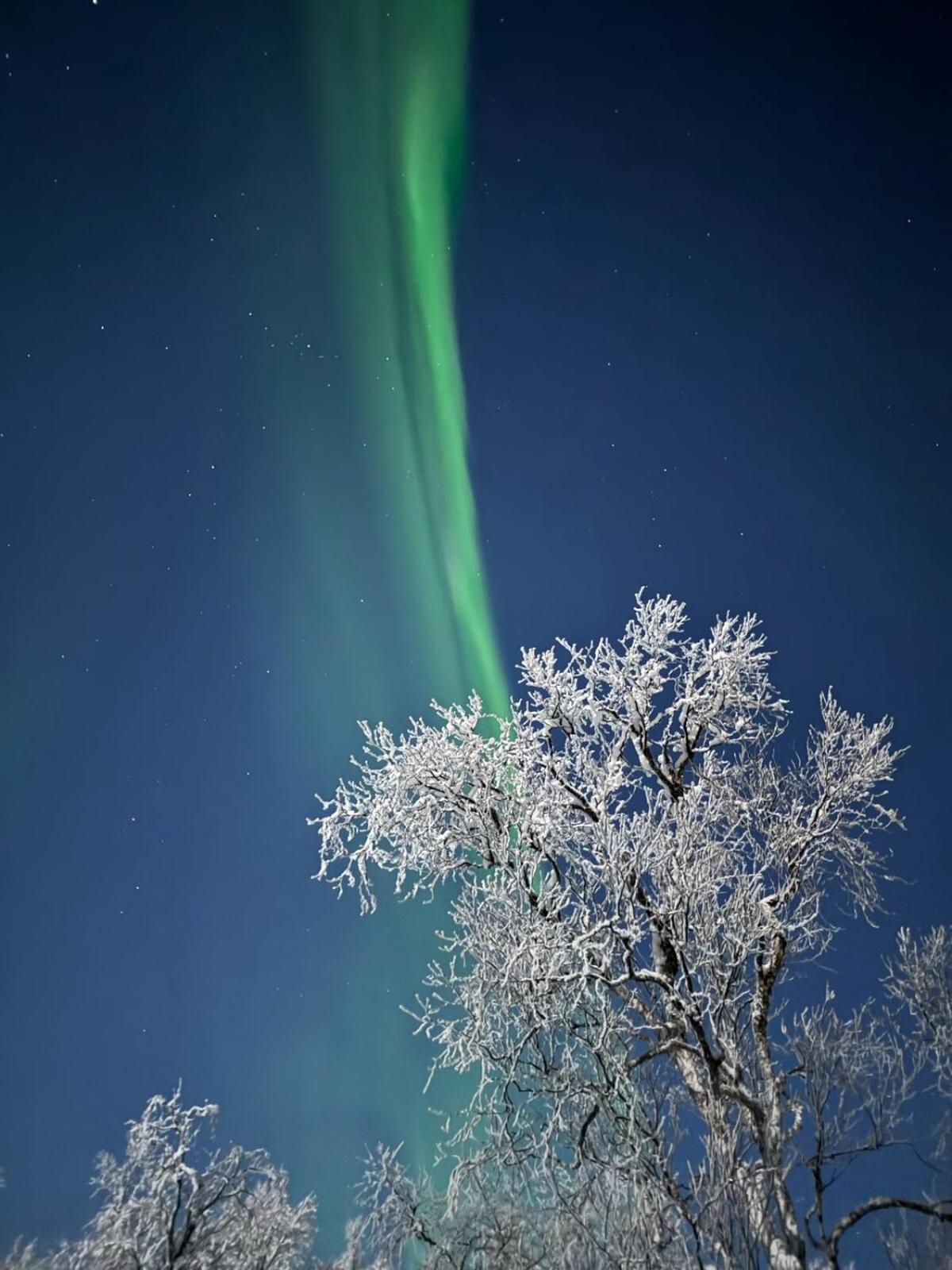 Trivelig Hytte I Senja. Экстерьер фото